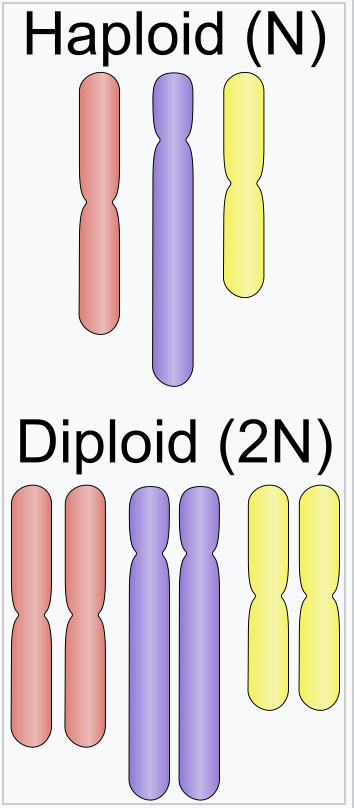 <p>Cells with HALF of the organism's DNA. These cells are always gametes (sperm, eggs, or pollen). 1N. The haploid number for a human is 23</p>