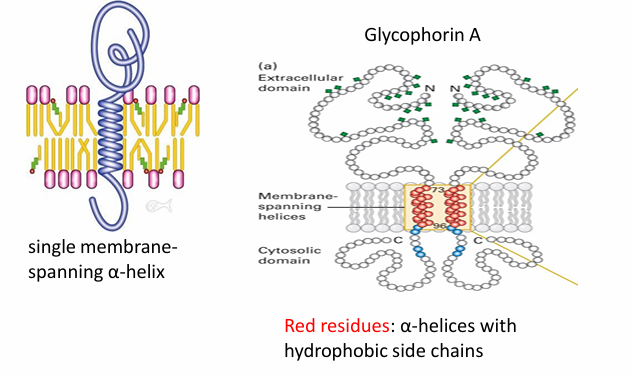 <ul><li><p>Leaves domains on both exterior and interior surfaces of membrane&nbsp;</p></li><li><p>Ex. glycophorin A found in human RBC&nbsp;</p><ul><li><p>It’s a homodimer&nbsp;</p></li><li><p>(red) amino acids make up the hydrophobic alpha helix spanning the hydrophobic core</p></li></ul></li></ul><p></p>