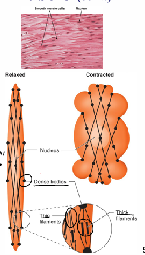 <ul><li><p>spindle shaped, smaller(10-100 um) than skeletal muscle fibers</p></li><li><p>single nucleus, can divide throughout life of an individual</p></li><li><p>have myosin, actin, tropomyosin, NO troponin</p><ul><li><p>thin filaments are anchored to plasma membrane/dense bodies(cytoplasm)</p></li><li><p>no myofibrils, no sarcomeres(so no striation, z-line)</p></li></ul></li><li><p>surround hollow structures like stomach/uterus </p></li></ul><p></p>