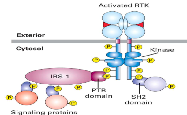 <ul><li><p>qinternary structure ex.</p></li><li><p>know IRS-1 (first proteins going to insulin-add rest)</p></li></ul><p></p>