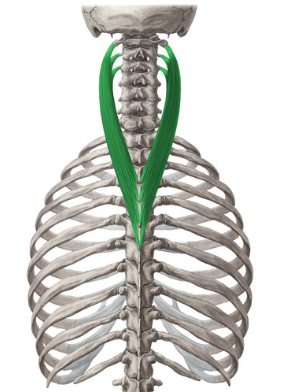 <p>What muscle is this?</p>