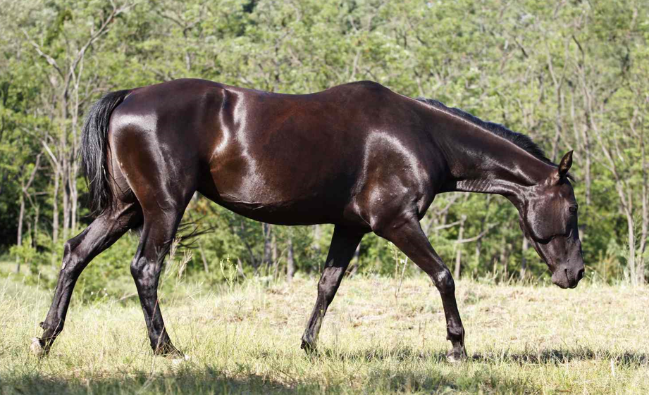 <p><strong>Dirt brown</strong> bodied horse with a brown/black mane and tail</p><ul><li><p><span>Can see hints of red in the sunlight.</span></p></li></ul><p></p>