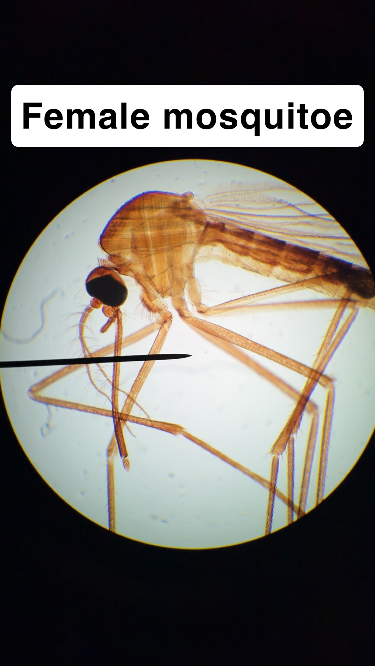 <p>Female mosquito</p>