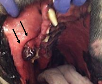 <p>Older, 8-10 years</p><p>Large breed dogs </p>