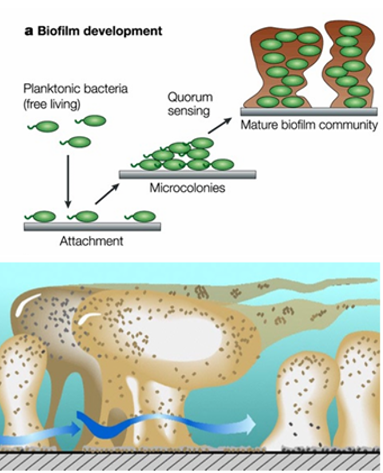 <p>=Aan opp gehechte gemeenschappen van bacteriën, omhuld door zelf geproduceerde extracellulaire matrix, die fenotypes aannemen die verschillen van die van planktonische cellen</p><p><span style="background-color: transparent;"><span>Planktonische bact: zwemt rond alleen→ g</span></span>enotype hetzelfde, maar fenotype verschilt</p><ul><li><p>fenotype: minder zuurstof, voedingsstoffen krijgen→ metabool minder actief</p></li></ul><p>Vorming biofilm: bact en schimmels hechten aan biotische en abiotische opp</p>