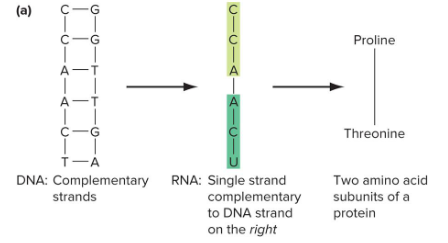 <p>Fill in the blank…</p><p>All organisms alive now use the same molecular specialization. ( ) is used to store and replicate biological information, ( ) is an intermediate in the production of proteins, and ( ) catalyze biological processes.</p>