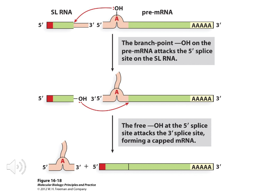 <p>When two exons from different transcripts are joined together using the same chemistry as nuclear introns.</p>
