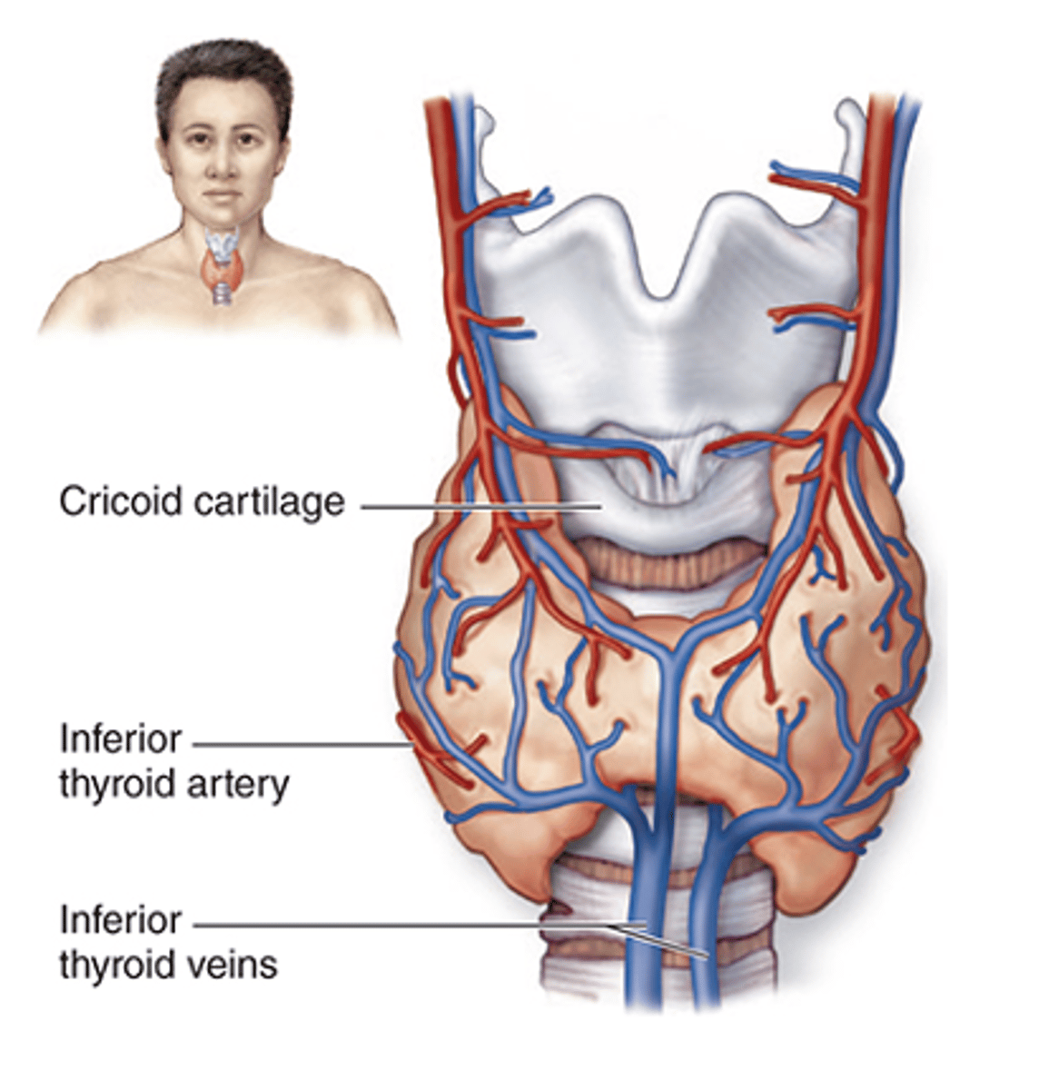 <p>What is the embryologic origin of the thyroid gland?</p>