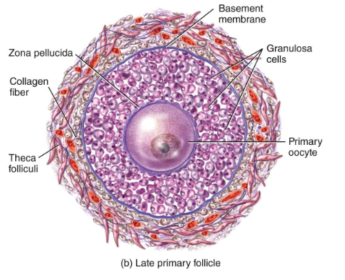 <p><span style="color: rgb(0, 0, 0);"><span>FSH activates the follicle</span></span></p><p><span style="color: rgb(0, 0, 0);"><span><br>Cuboidal granulosa cells appear - </span></span><span style="color: rgb(10, 1, 1);"><span>Granulosa cells begin producing estrogen precursors</span></span><span style="color: rgb(0, 0, 0);"><span><br>(FSH become a primary hormone at this step)</span></span></p><p></p><p><span style="color: rgb(0, 0, 0);"><span>Zona pellucida (layer of glocoprotein) forms around oocyte</span></span></p><p><span style="color: rgb(0, 0, 0);"><span>Key Point: oocytes from being dormant to active <br></span></span></p>
