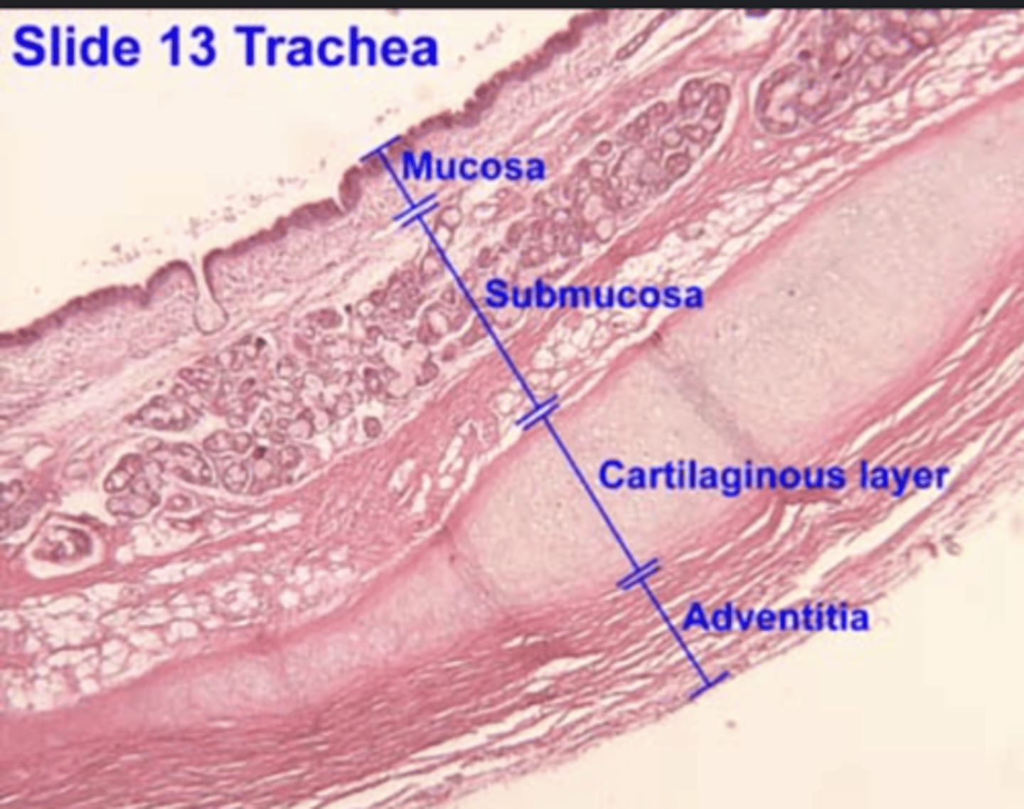 <p>. Mucosa </p><p>. Submucosa: loose and dense fibroelastic CT, which contains</p><p>the glands (mainly tubuloacinar seromucous (mixed) glands)</p><p>. Muscularis externa - in the trachea, this layer comprises:</p><p>Hyaline cartilage rings, </p><p>Smooth muscle, </p><p>Adventitia - anchoring. Composed of loose FECT</p>