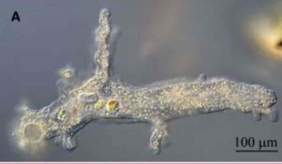 <p>Prive di mitocondri, convertiti in Organelli non aerobi.</p><p>Vivono principalmente in acqua dolce</p><p>La maggior parte delle specie sono commensali o parassiti di animali</p>