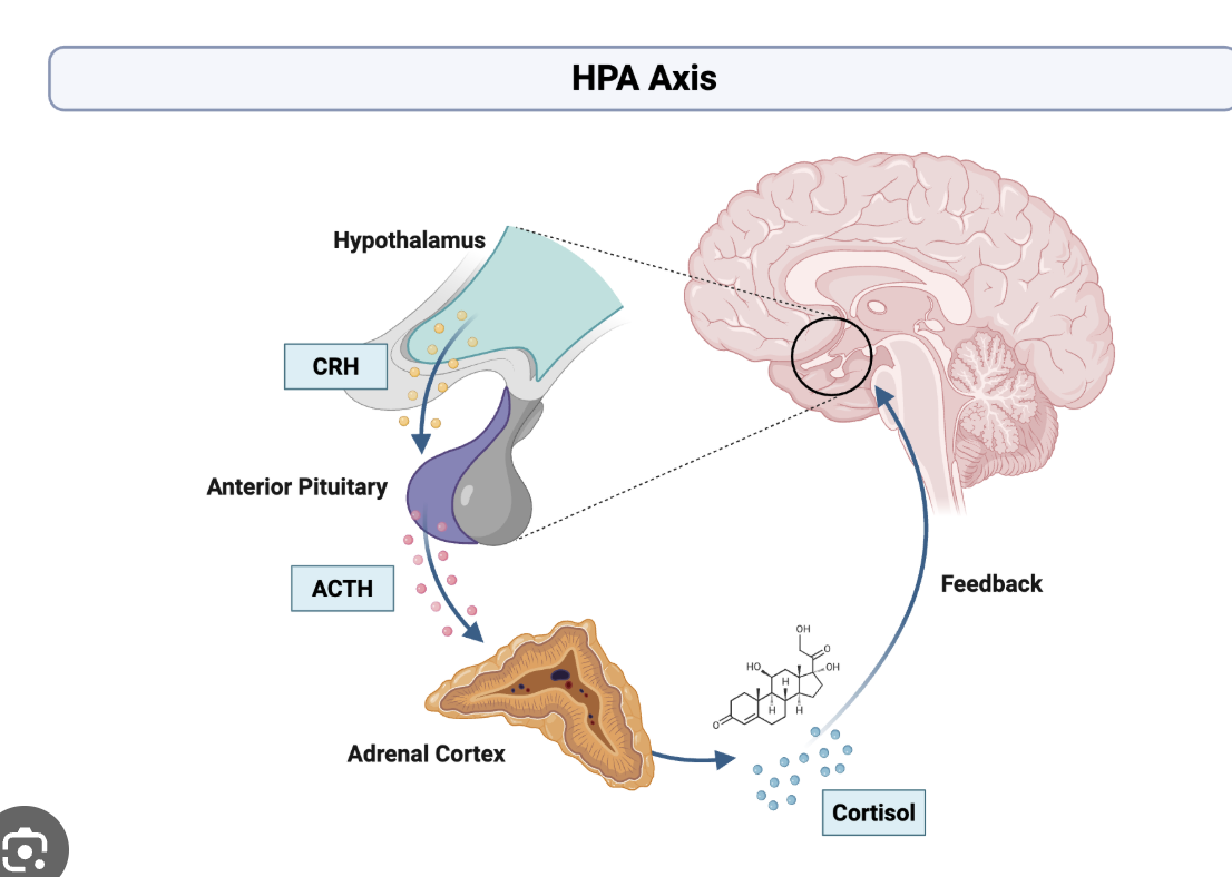 <ul><li><p>Regulates body temp</p><ul><li><p>Thyroid - metabolism</p></li></ul></li></ul><ul><li><p>Regulates food intake</p></li><li><p>Involved in the stress response</p><ul><li><p>HPA (hypothalamus, pituitary, adrenal) axis</p></li></ul></li><li><p>Helps maintain ion and water balance</p></li><li><p>Regulates <strong>circadian rhythms</strong></p></li></ul><p></p>