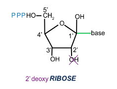 <p>2’ deoxynucleoside triphosphate</p><p>dNTP</p>
