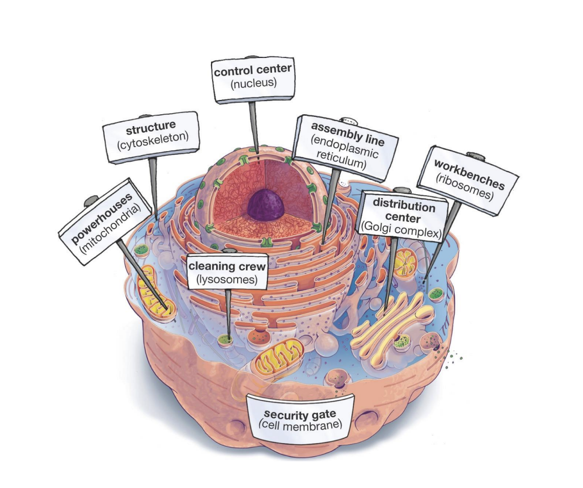 <ul><li><p>cytoskeleton: structure</p></li><li><p>Mitochondria: powerhouse</p></li><li><p>Lysosomes: <span>breaking down and recycling waste materials and old cell parts</span></p></li><li><p>Golgi complex: <span><span>modifies, sorts, and packages proteins and lipids for transport to different destinations in and out of the cell</span></span></p></li><li><p>ribosomes: workbenches</p></li><li><p>Endoplasmic reticulum: assembly line</p></li><li><p>nucleus: control center</p></li><li><p>Cell membrane: security gate</p></li></ul><p></p>