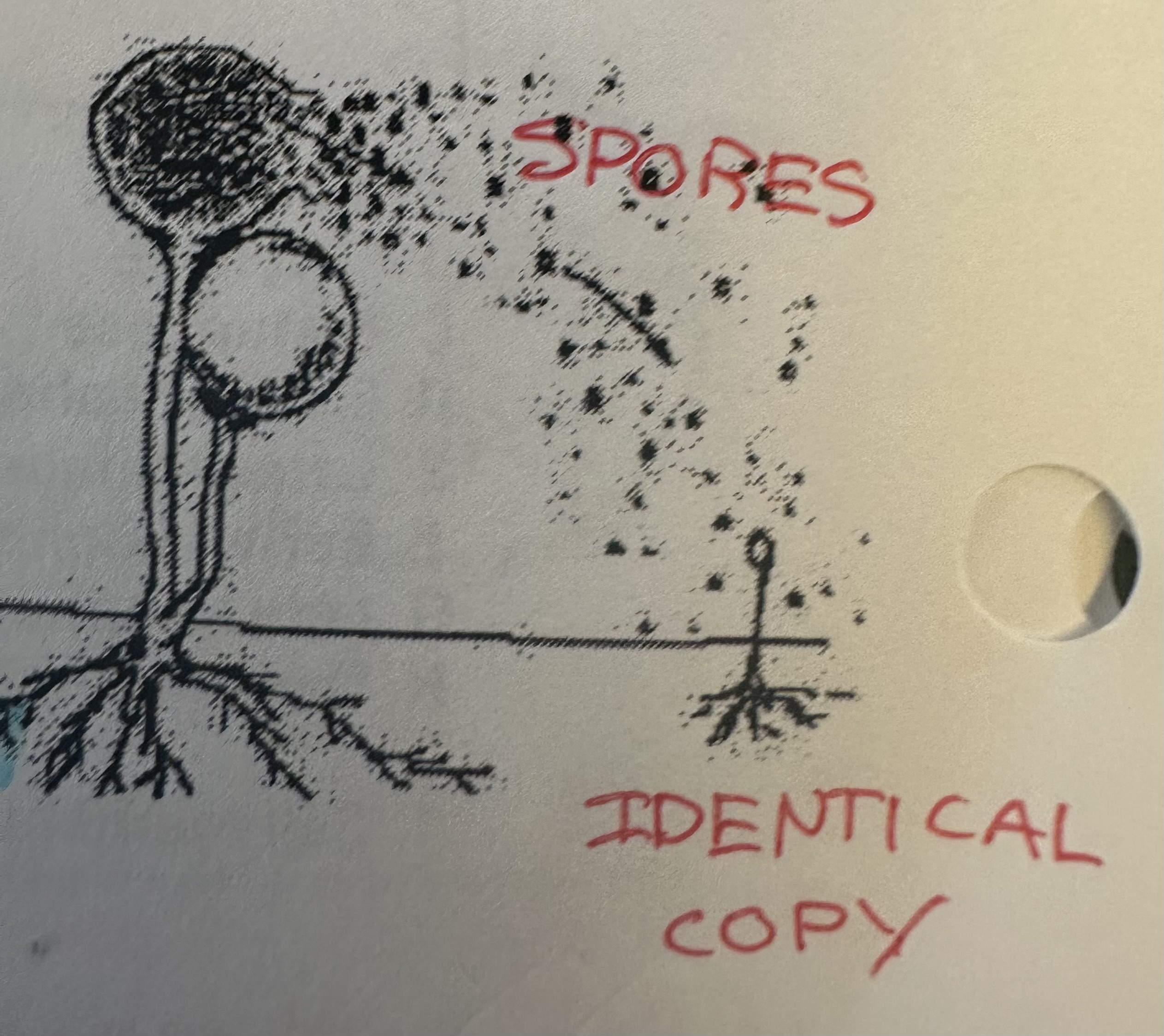 <p>produces cells called “spores” that contain a nucleus and small amount cytoplasm. Lands on favourable environment develop into a new organism. Play important role in life cycle of plants.</p><p>Used by molds and other fungi. </p>