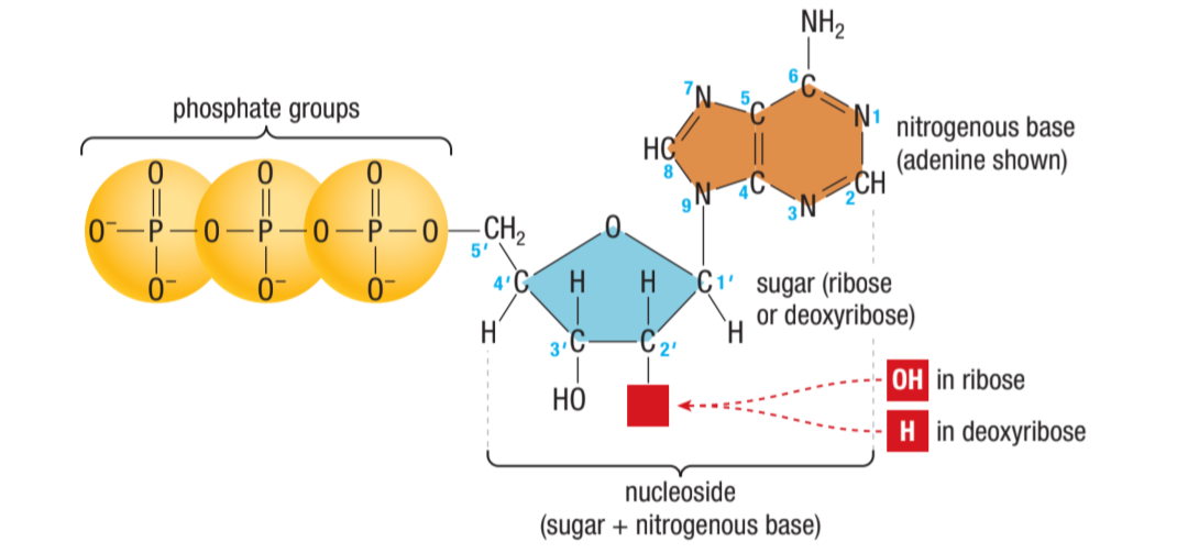 <ol><li><p>phosphate group</p></li><li><p>pentose sugar (ribose or deoxyribose)</p></li><li><p>nitrogenous base</p></li></ol><p></p>