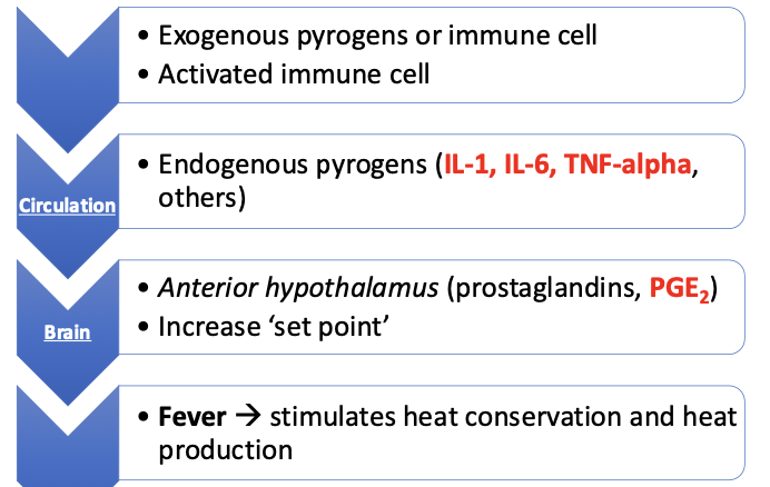 <p>pathogenesis is associated with excess production of cytokines (IL-1, IL-6, TNF-a, interferons) and prostaglandins (PGE2)</p><p>may have a fever when tumor is secondarily infected</p>
