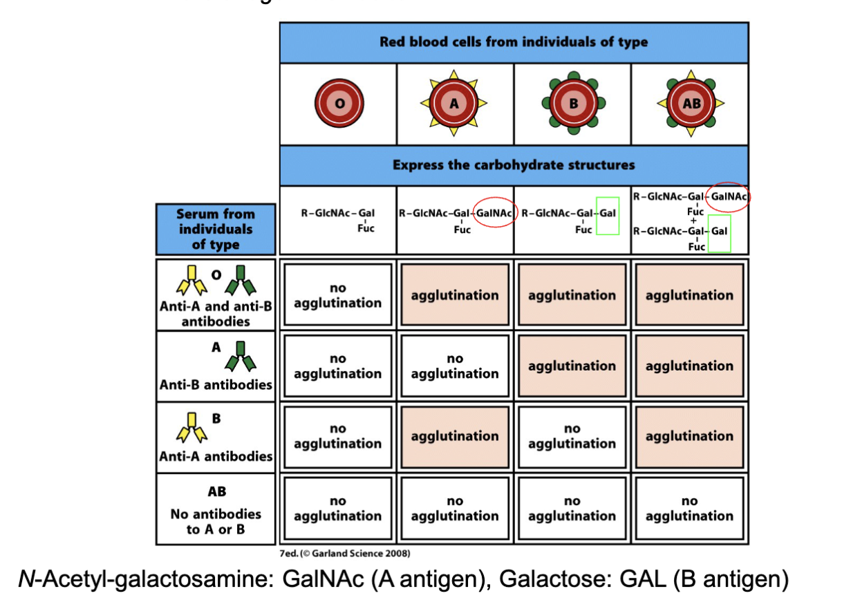 <p><span><span>Based on the ability of antibody binding to alter the physical state of the antigen it binds to</span></span></p><p>O type no A antigen</p><p>antigens are sugars (genetic predetermined) highly homologous to bacteria in gut flora</p><p>if B antigen is not self will create antibody</p>