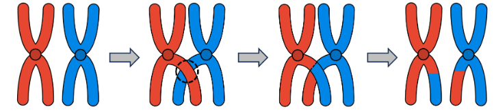 <p>when DNA overlaps between the homologous chromosomes in meiosis and shares/mixes the DNA</p>