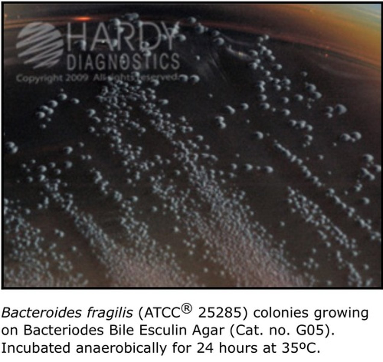<p>Selective, differential for recovery of Bacteroides fragilis group.</p>