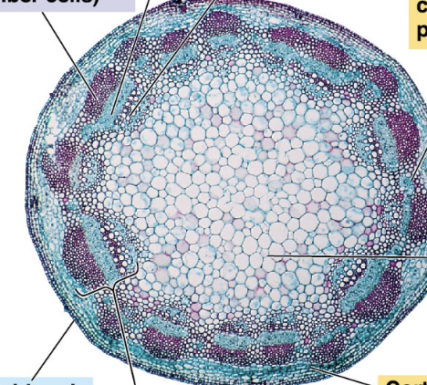 <p>vascular bundles in a ring</p>