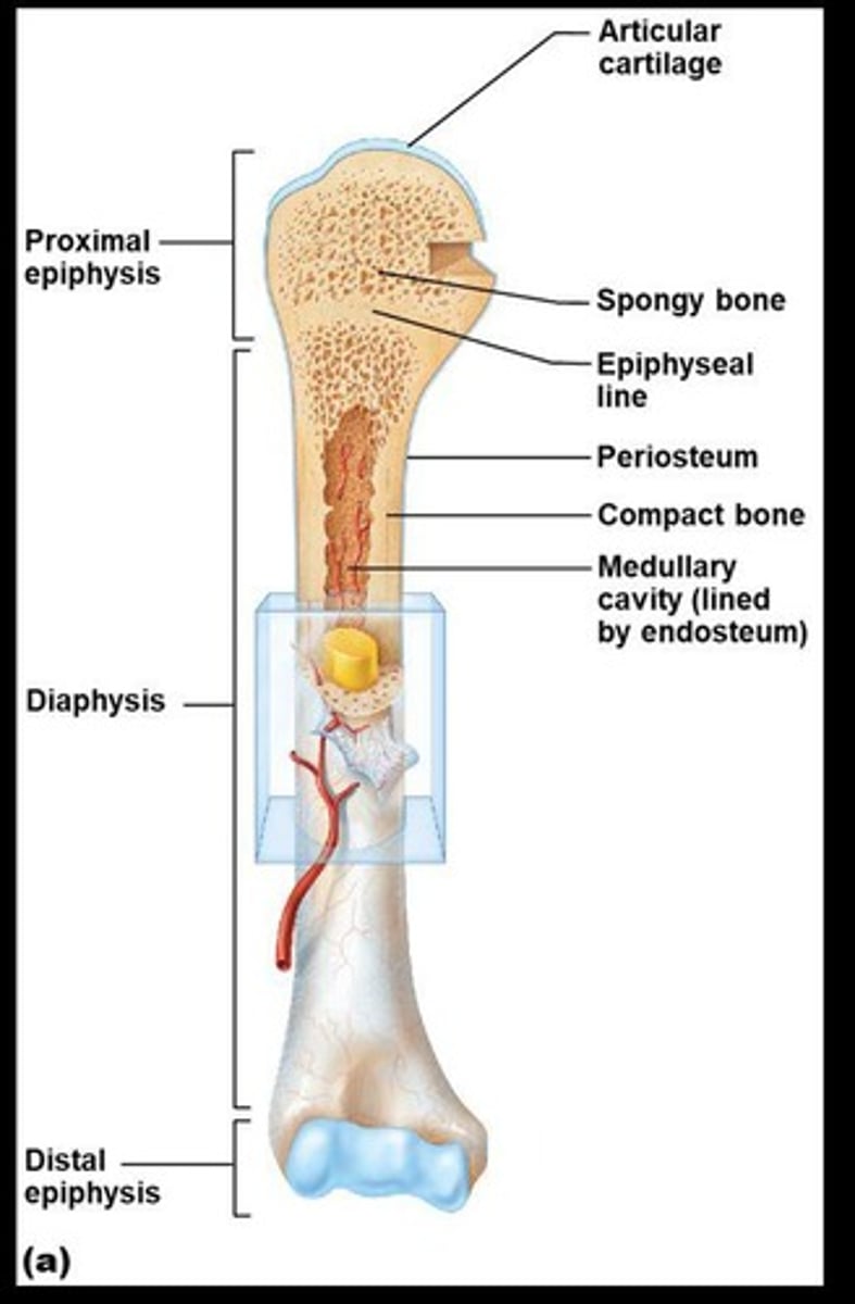 <p>Includes the diaphysis (shaft) and periosteum.</p>
