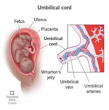 <p>a blood vessel that carries oxygenated blood from the placenta to the fetus during pregnancy</p>