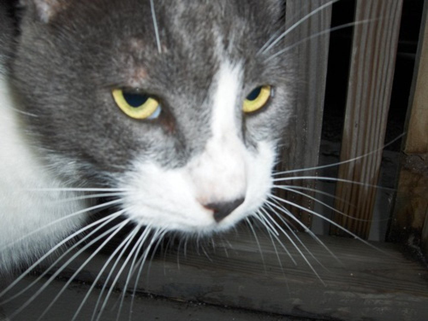 <p>/ˈweə.ri/ (adj) thận trọng, dè dặt<br>not completely trusting or certain about something or someone:<br>the scepticism <strong>gives way to</strong> (nhường chổ cho) wary admiration</p>