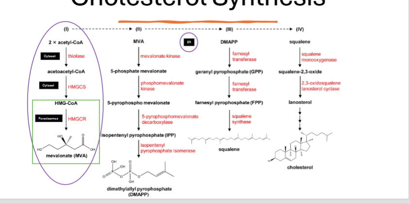 <ul><li><p><span>• S<strong>ynthesized or obtained from diet</strong>(balance maintained between diet and cholesterol synthesis) </span></p></li><li><p><span>• All cells can<strong> synthesize </strong>cholesterol, but it <strong>primarily happens in certain cells, including</strong></span><strong><br></strong><span><strong>• Liver</strong></span><strong><br></strong><span><strong>• Skin</strong></span><strong><br></strong><span><strong>• Adrenal Cortex</strong></span></p></li><li><p><span><strong>Synthesis:</strong></span></p><ul><li><p><strong>HMGCR step is rate-limiting step for 1st cholesterol process</strong></p></li><li><p>thiolase and HMGCS step happen in cytosol, HMGCR happens in peroxisome</p></li><li><p><strong>rest of the cholesterol processes happen in the ER</strong></p></li></ul></li></ul><p></p>