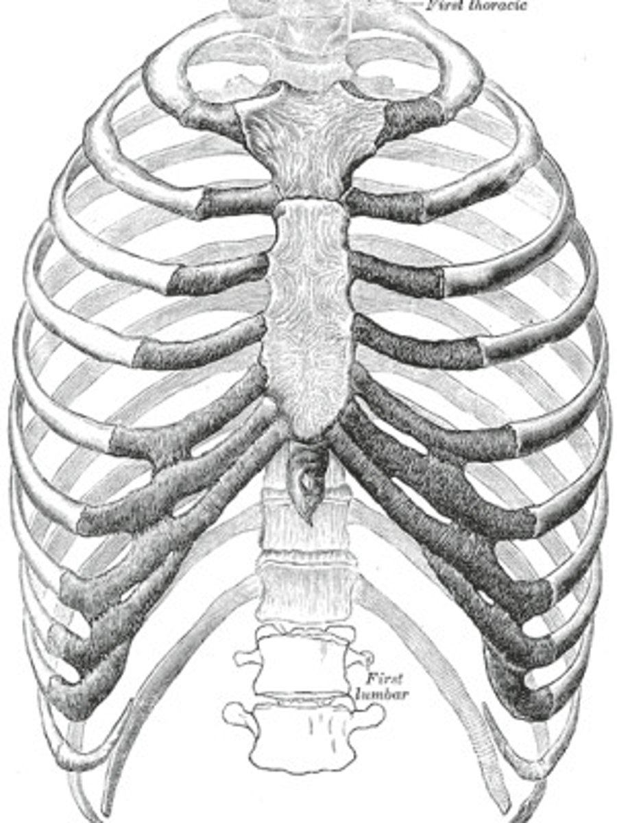 <p>The bones that protect the lungs.</p>