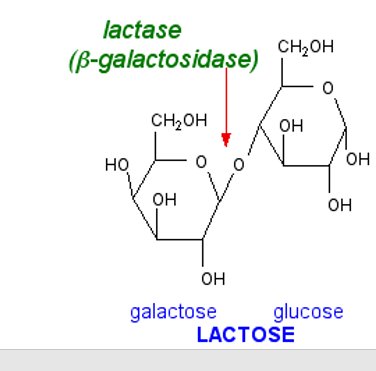 Glucose & Galactose