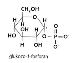 <p>niemal wyłącznie w formie pierścieniowej (w warunkach fizjologicznych oraz procesach metabolicznych)</p>