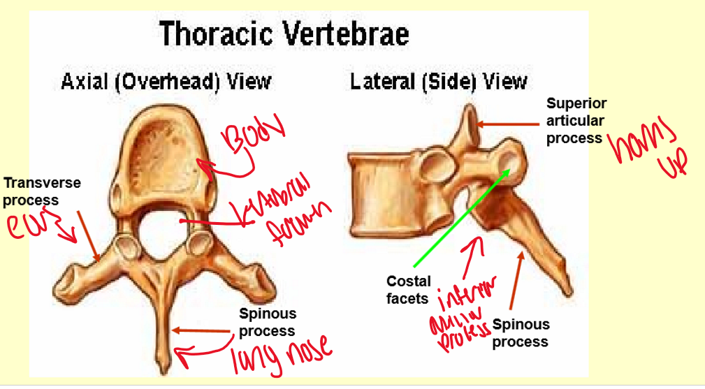 <p>5 Lumbar Vertebrae </p>