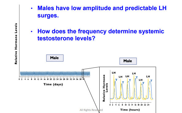 <p>After puberty, LH does not ____ in the male</p><ul><li><p><span style="color: blue;"><strong>Males have low amplitude and predictable LH surges&nbsp;</strong></span></p></li></ul><p></p>