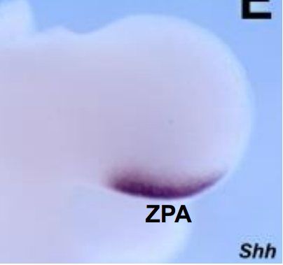 <ul><li><p>A/P axis specified very early</p></li><li><p>singal emanating from mesodermal cells located at posterior junction between limb bud and body wall</p></li><li><p>called the <mark data-color="purple">zone of polarising activity =&gt; ZPA</mark></p></li></ul>