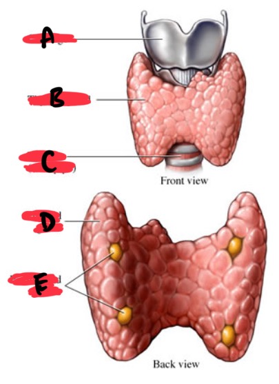<p>A</p>