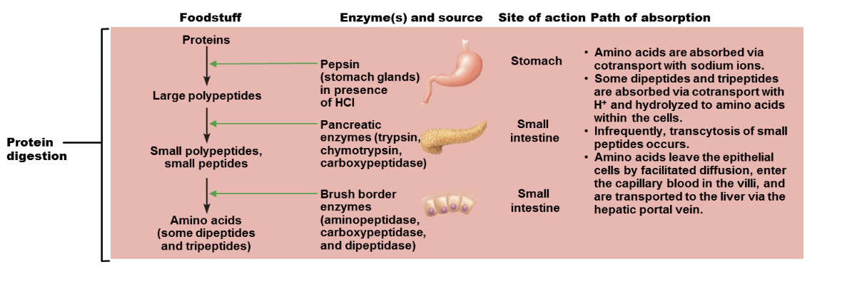 <p>1.  <strong>Foodstuff</strong>: <u>Proteins</u> are the<u> starting point</u>.</p><p>2.  <strong>Stomach</strong>: In the <u>stomach, proteins are broken down into large polypeptides by pepsin in the presence of HCl.</u></p><p>3.  <strong>Small Intestine</strong>:</p><p>    *   <u>Pancreatic enzymes</u> (trypsin, chymotrypsin, carboxypeptidase) further <u>break down polypeptides into smaller peptides.</u></p><p>    *   Brush border enzymes (aminopeptidase, carboxypeptidase, and dipeptidase) <u>break down peptides into amino acids, dipeptides, and tripeptides.</u></p><p>4.  <strong>Absorption</strong>:</p><p>    *   <u>Amino acids are absorbed into the cells with sodium ions.</u></p><p>    *   <u>Dipeptides and tripeptides</u> are <u>absorbed with H+ and converted to amino acids inside the cells.</u></p><p>    *   <u>Amino acids move from the cells into the blood vessels and are transported to the liver.</u></p><p></p>