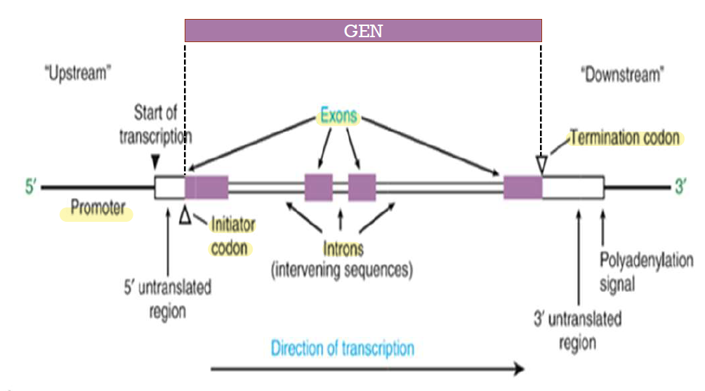 <ul><li><p>= reeks tripletten die coderen voor één eiwit</p><ul><li><p>triplet = 3 nucleïnzuren = 1 codon</p></li></ul></li></ul><p></p>