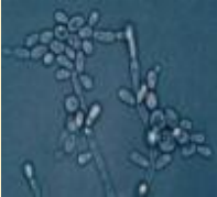 <p>What does this image show?</p>