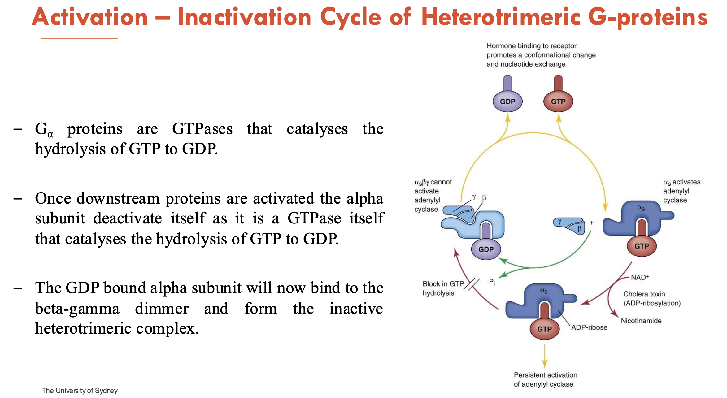 <p><strong>Inactive state (GDP-bound): </strong>α-subunit binds GDP; note that G-protein is a heterotrimer (αβγ)</p><p><strong><u>Activation (GTP-bound)</u></strong></p><ul><li><p><strong>Ligand binds GPCR</strong> → GPCR acts as a GEF (guanine nucleotide exchange factor)</p></li><li><p><strong>GDP → GTP Exchange </strong>on α-subunit → conformational change</p></li><li><p><strong>α-GTP dissociates from βγ</strong> → both interact with <strong>effectors</strong> (mostly enzymes or ion channels)</p></li></ul><p><strong><u>Inactivation (GTP hydrolysis)</u></strong></p><ul><li><p><strong>α-subunit</strong> are GTPases and<strong> hydrolyses GTP → GDP</strong> (intrinsic GTPase activity)</p></li><li><p>once downstream proteins are activated, the <strong>α-subunit deactivates itself</strong> as it is a GTPase</p></li><li><p><strong>α-GDP rebinds βγ</strong> → reforms inactive heterotrimeric complex</p></li></ul><p></p>
