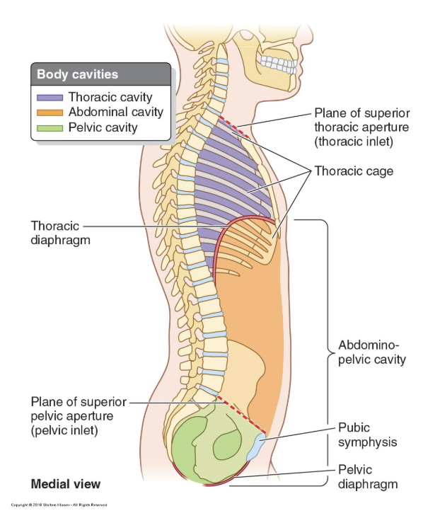 <p><span><span>The thorax sits superiorly in the trunk of the body.&nbsp;</span></span></p>