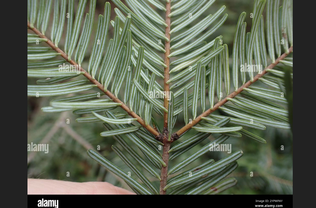 <p>Abies grandis</p>