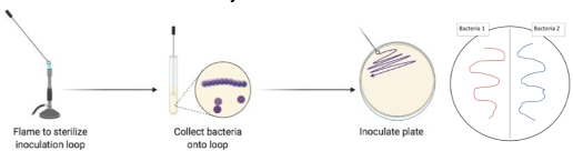 <p>Ensures that the BIMs are not contaminated</p><p>Should be small, circular, golden yellow</p>