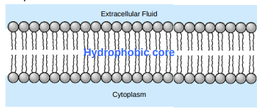 Phospholipid arranged so that hydrophobic tails do not face water

* Hydrophobic tails can not face outside or inside the cell  
* Hydrophobic tails face inwards forming a hydrophobic core  
* Hydrophilic heads face outwards