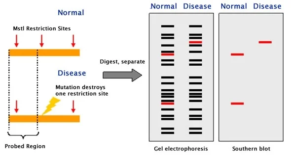 <p> restriction fragment length polymorphisms (RFLPs)</p><ul><li><p>restriction enzymes digest DNA from each organism</p></li><li><p>resolved w/ pulse field gel electrophoresis</p></li><li><p>polymorphisms: variations in fragments btwn organisms</p></li><li><p>national molecular sub-typing network for food-borne disease surveillance catalogs RFLPs of certain food-borne pathogens</p></li></ul>