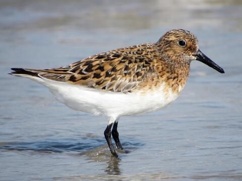 <p><span>Pale, fast-moving sandpiper; runs along wave edges.</span></p>