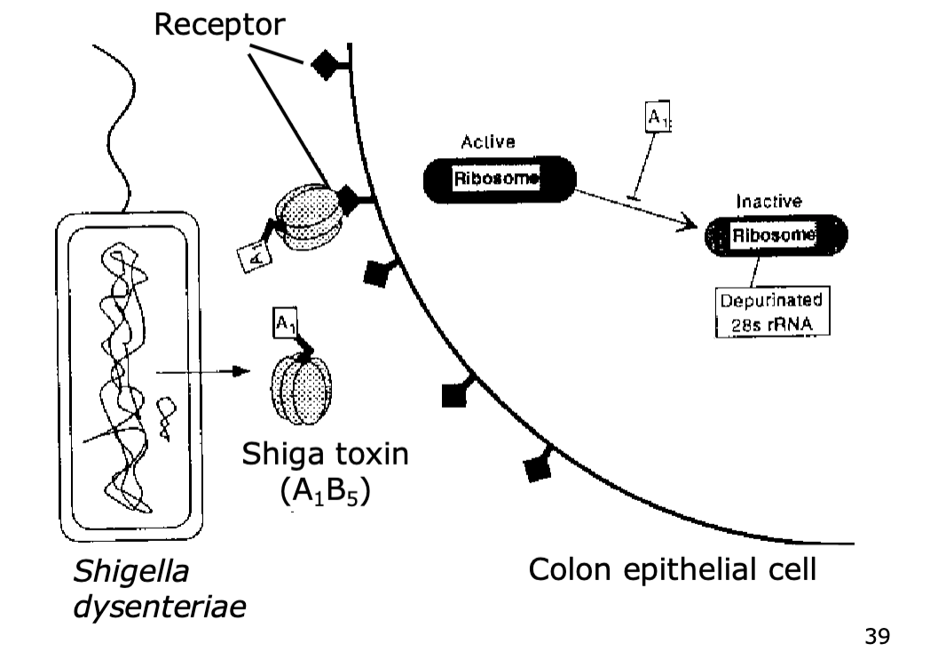 <p>AB subunit toxin</p>