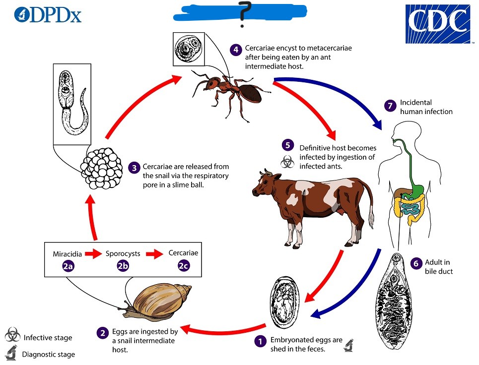 <p>What parasite has this life cycle?</p>