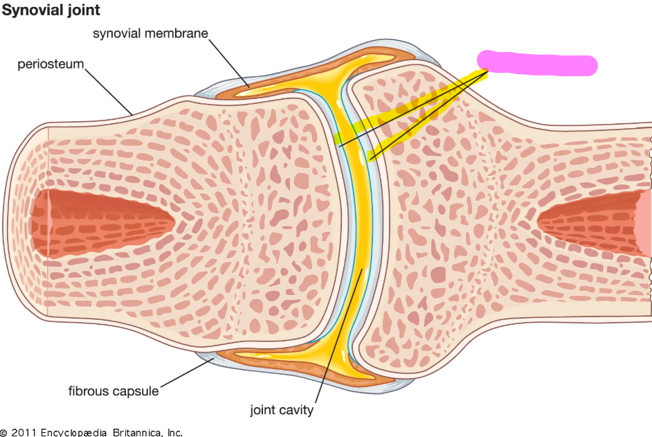 <p>located at the ends of bones where they meet to form joints</p>