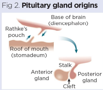 <p>During embryonic development, the roof of the mouth bulges upwards</p><p>(invaginates) to form, structure known as Rathke’s pouch,</p><p></p><p>Cells from posterior gland migrate down from brain</p><p></p><p>Rathke’s pouch, also known as the hypophyseal diverticulum, is an ectodermal outpouching of the stomodeum</p><p></p><p>Pouch normally closes early in fetal development</p>
